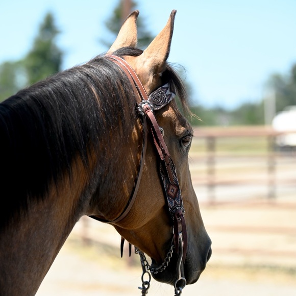 Meet your Posher, Rori - Picture 2 of 2